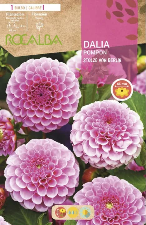 Bulbo Dalia Pompon Stolze Von Berlin Rosa — foto principal