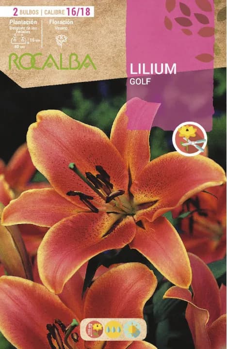Bulbos Liliums 16/18 Golf Naranja — foto principal