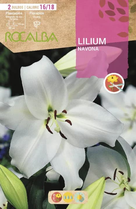 Bulbo Liliums 16/18 Navona Blanco — foto principal