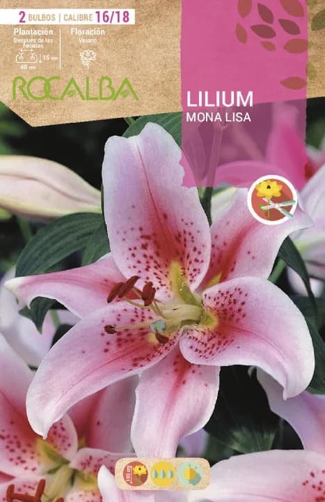 Bulbos Liliums 16/18 Mona Lisa Lila Suave Puntos Rojos — foto principal
