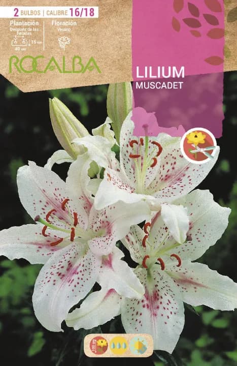 Bulbo Liliums 16/18 Muscadet Blanco Puntos Rojos — foto principal