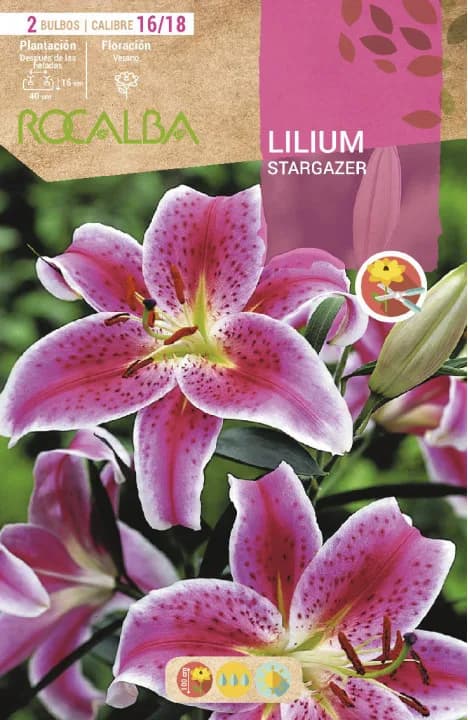 Bulbo Liliums 16/18 Stargazer Rosa Borde Blanco — foto principal