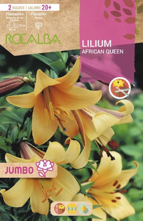 Bulbo Liliums Jumbo African Queen Naranja — foto principal