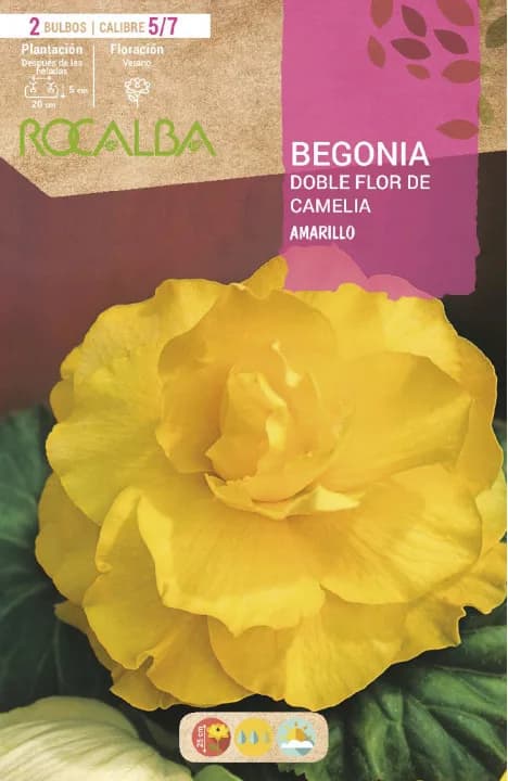 Bulbos Begonia Dobles Flor de Camelia Amarillo — foto principal