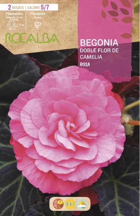 Bulbos Begonia Dobles Flor de Camelia Rosa — foto principal