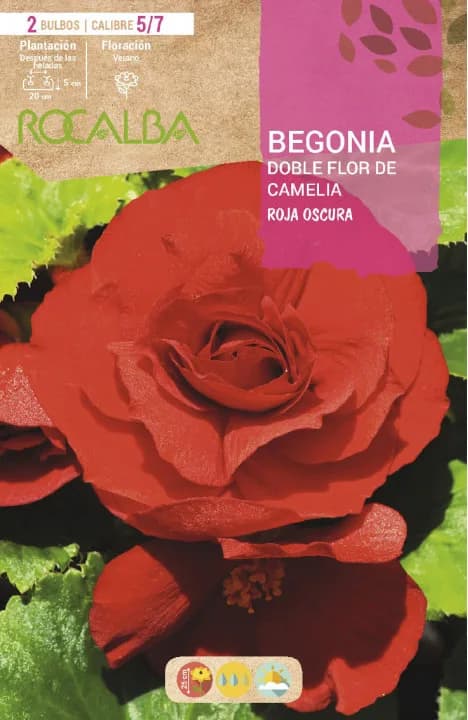 Bulbo Begonias Dobles Flor de Camelia Rojo Oscuro — foto principal