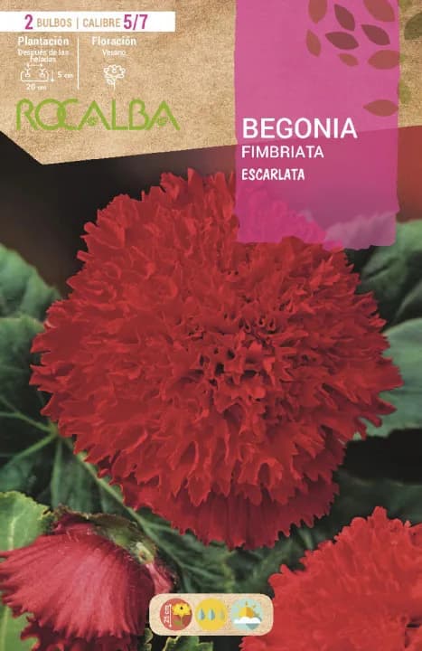 Bulbo Begonias Fimbriata Escarlata — foto principal
