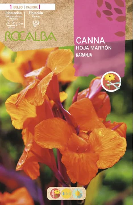 Bulbo Cannas Naranja — foto principal