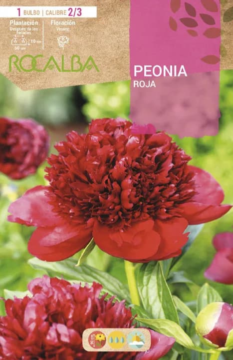 Bulbos Peonias Rojo — foto principal