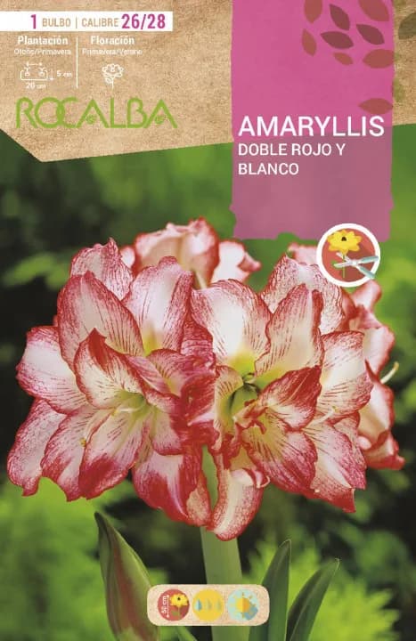 Amaryllis 26/28 Doble Rojo y Blanco — foto principal