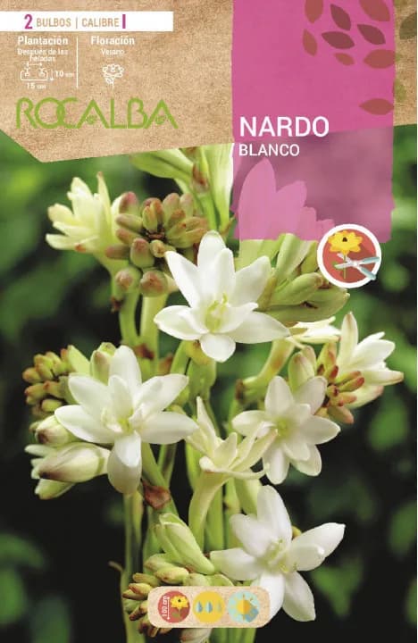 Bulbo Nardos Vara de San Jose Blanco — foto principal