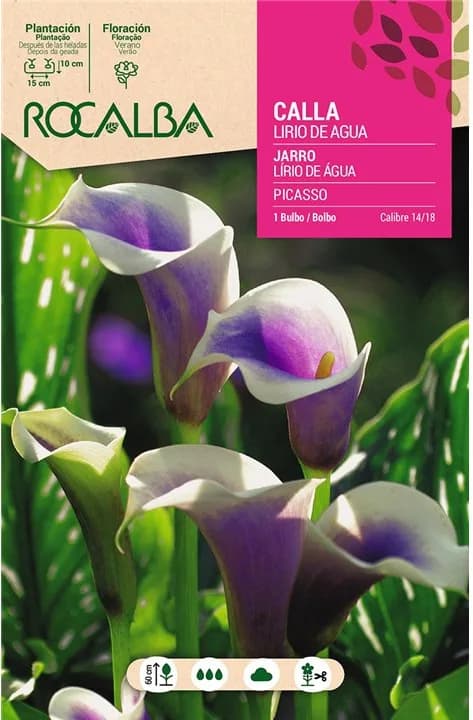 Bulbo Callas 14/18 Picasso Lila Borde Blanco — foto principal