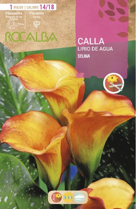 Bulbo Callas 14/18 Selina Amarillo con Rojo — foto principal
