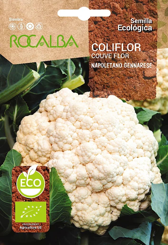 Semilla Ecologica Coliflor Napoletano Gennarese — foto principal