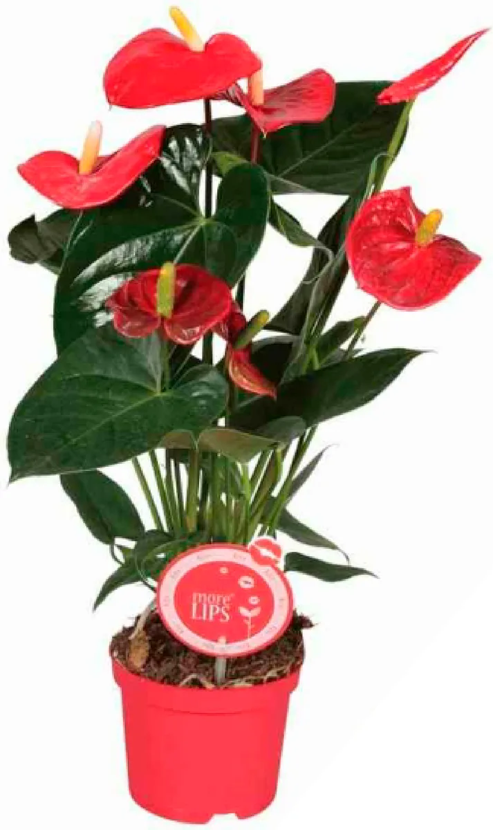 Anthurium Madural M14 — foto principal