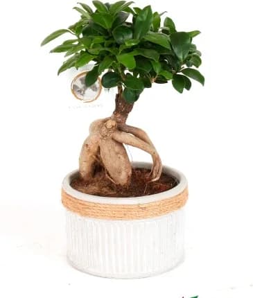 Ficus Ginseng M21 — foto principal