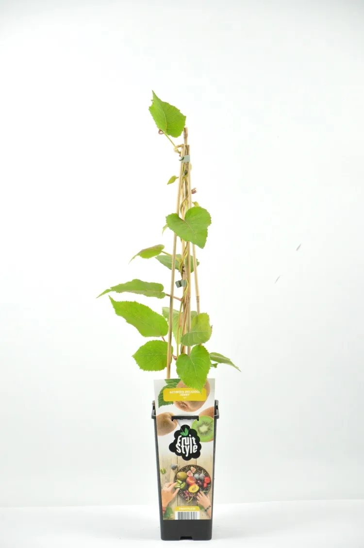 Kiwi Autofertil Planta Jenni — foto principal