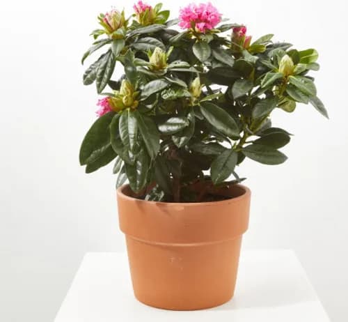 Planta Rododendro M15 — foto principal