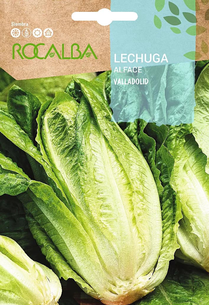 Semilla Lechuga Valladolid — foto principal