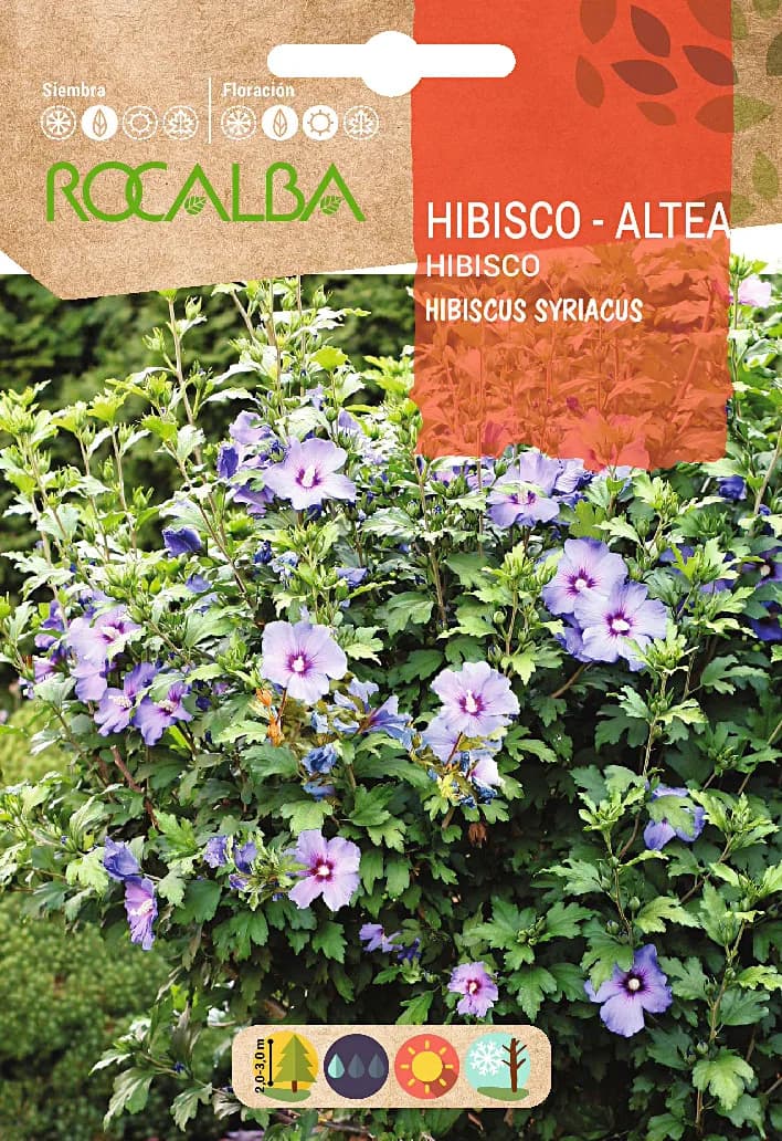 Semilla Hibisco Altea -hibiscus Syriacus- — foto principal