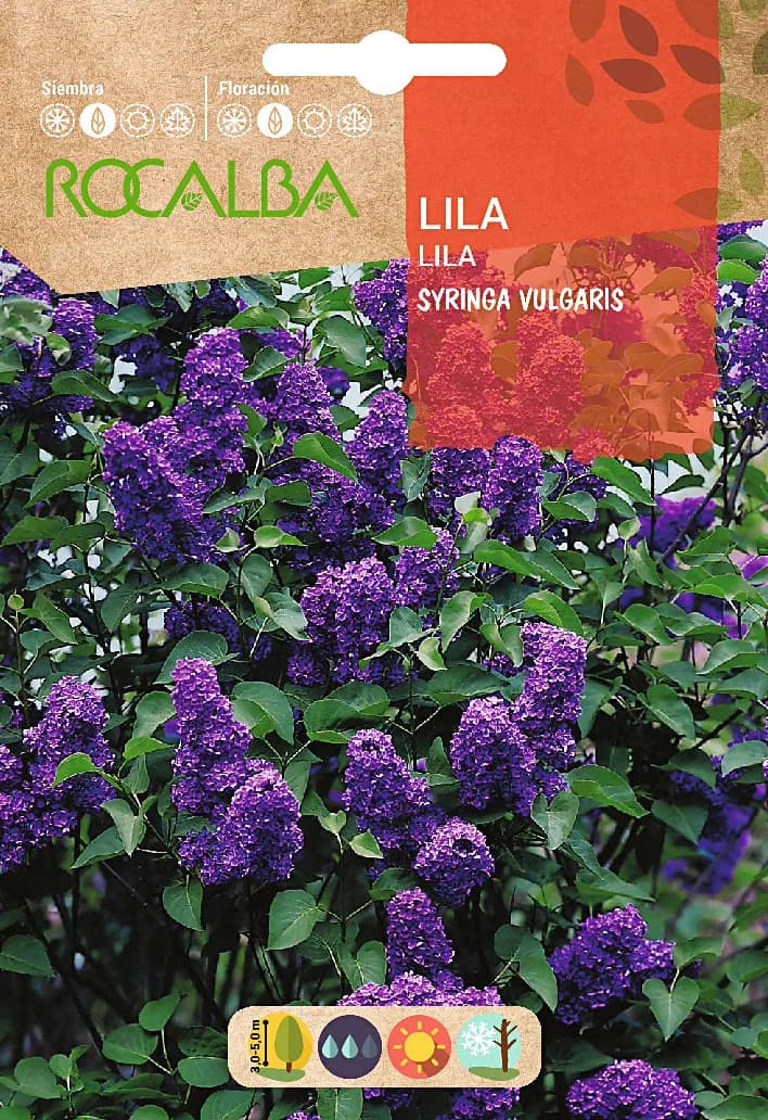 Semilla de Lila - Syringa Vulgaris - — foto principal