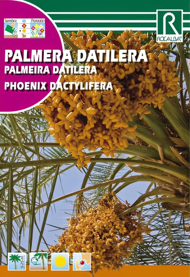Semilla Palmera Datilera — foto principal