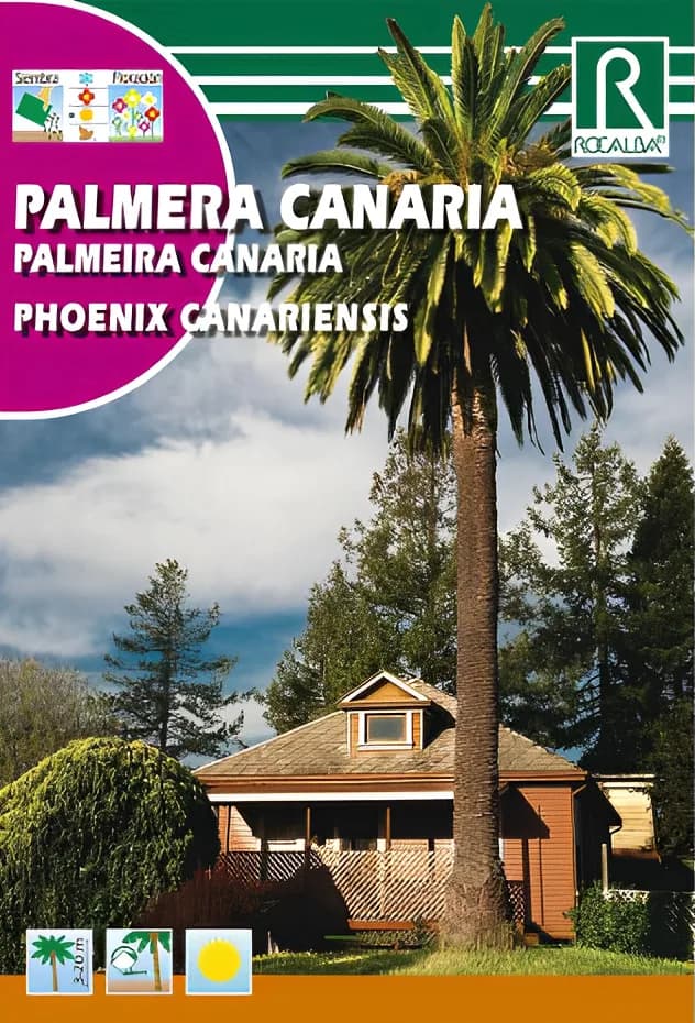 Semilla Palmera Canaria - Phoenix Canariensis- — foto principal