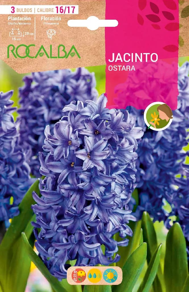 Bulbos Jacinto Variedad Ostara Azul Celeste — foto principal