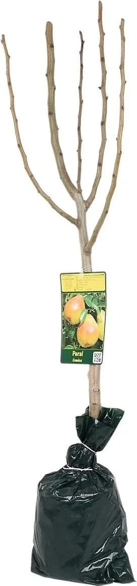 Arbol Frutal Enano Ciruelo — foto principal