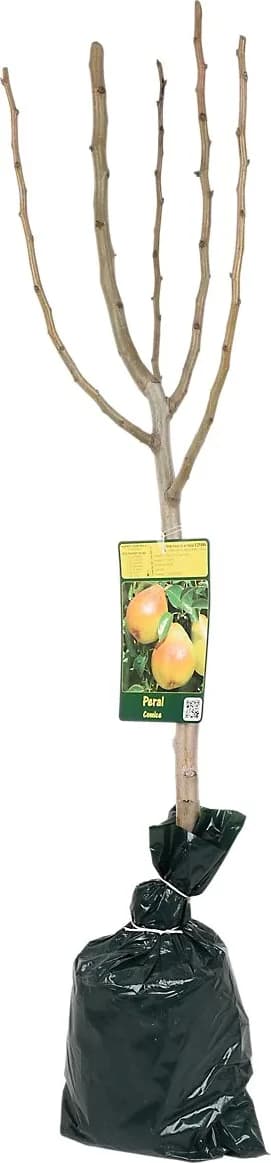 Arbol Frutal Enano Nectarina — foto principal