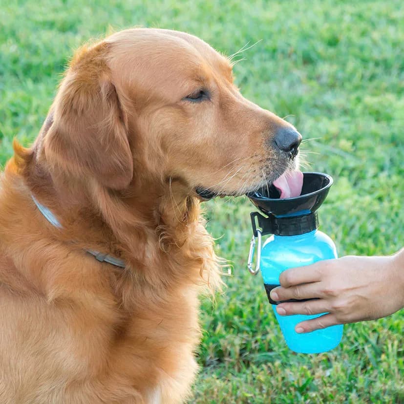 Botella Bebedero Mascotas Innovagoods — foto principal