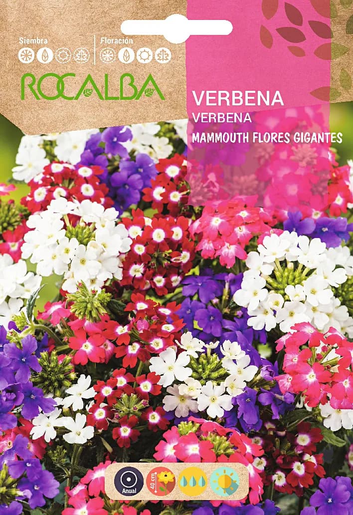 Semilla Verbena Mammouth, Flores Gigantes, Variada — foto principal