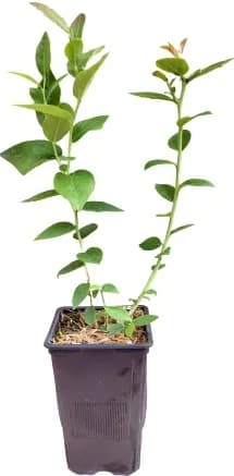 Planta Arandano Ozarkblue Maceta 1,5 litros — foto principal