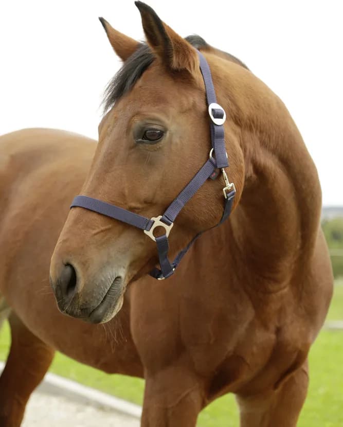Cabezada Caballo Nylon Marino Talla Cob 2 — foto principal