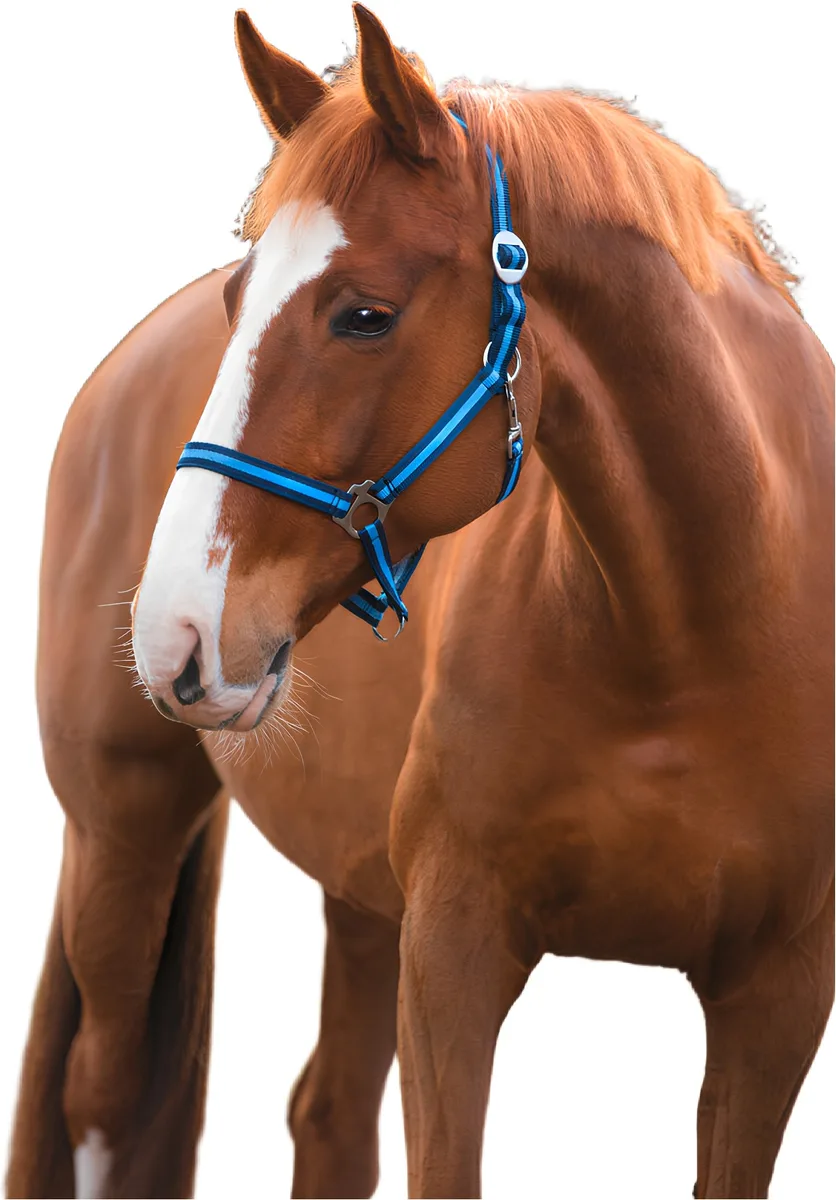 Cabezada Caballo Nylon Marino/Azul Talla Cob 2 — foto principal