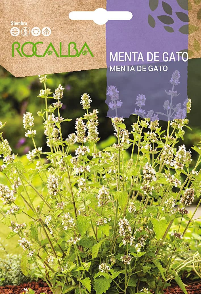 Semilla Menta de Gato — foto principal