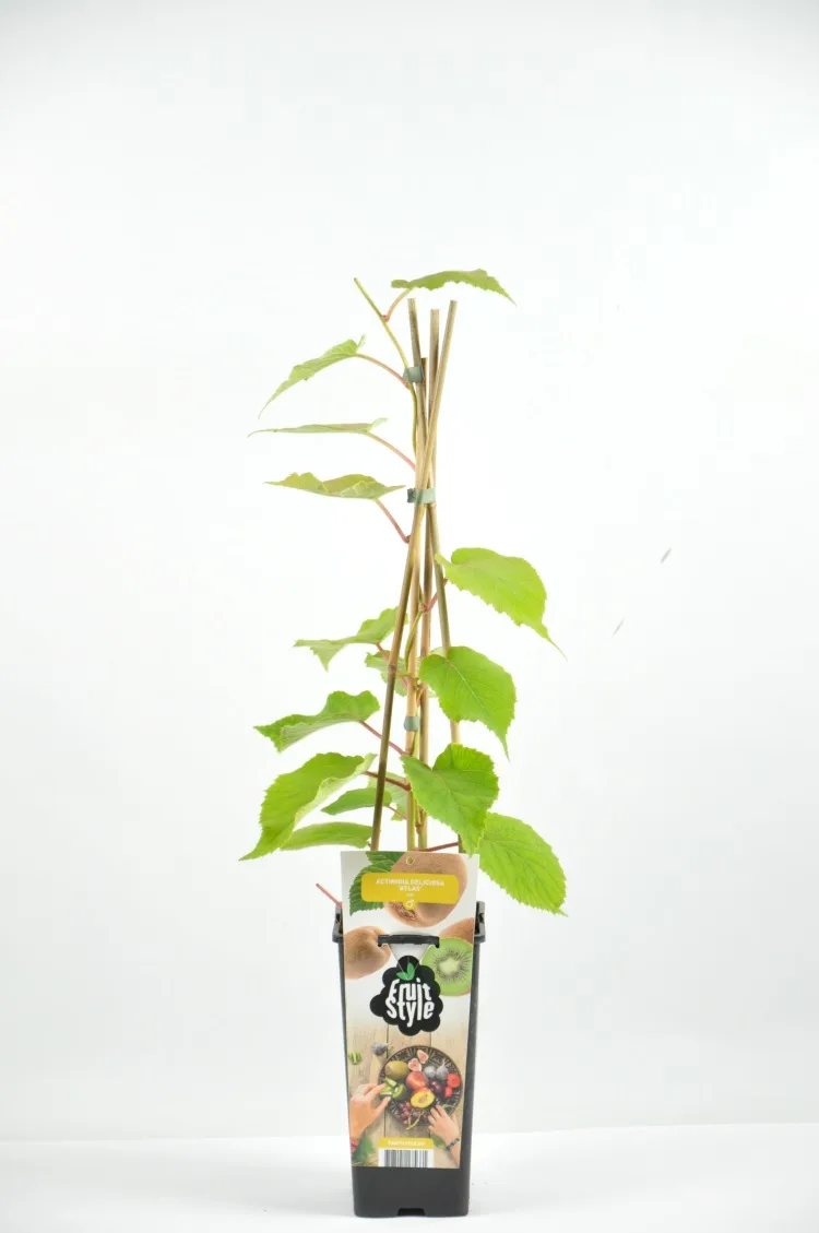 Arbol Frutal Kiwi Macho Atlas — foto principal