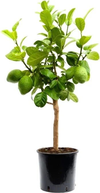 Arbol Frutal Lima 2 Año — foto principal