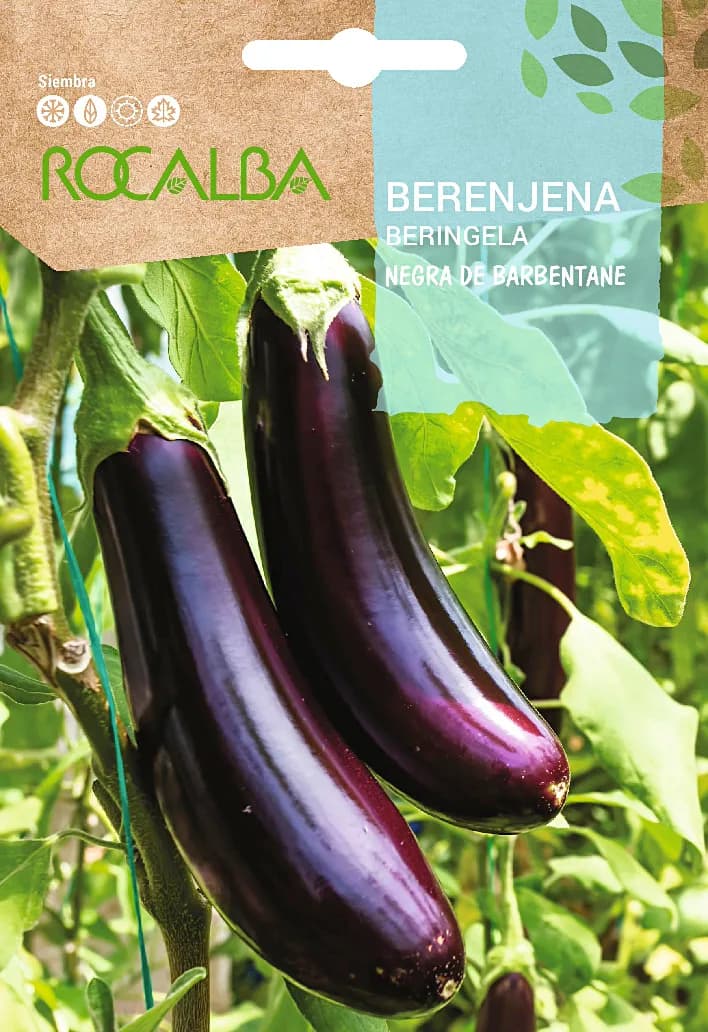 Semilla Berenjena Negra de Barbentane — foto principal