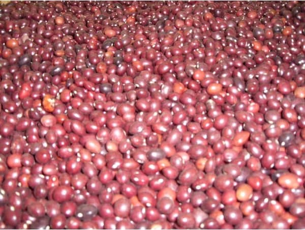 Faba Rosa 1Kg — foto principal