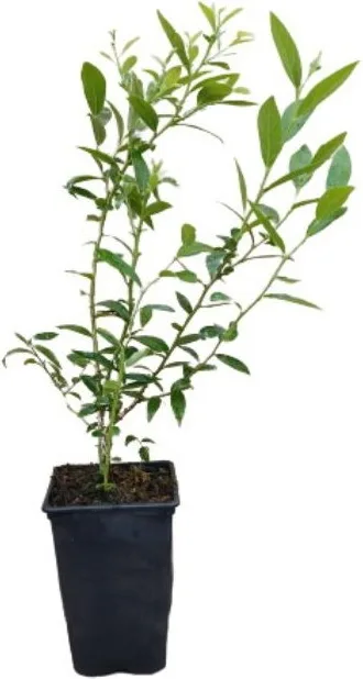 Planta Arandano Rosa Maceta 4 Litros — foto principal