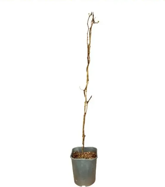 Planta Kiwiño Autofertil Vitikiwi 2L Mini — foto principal
