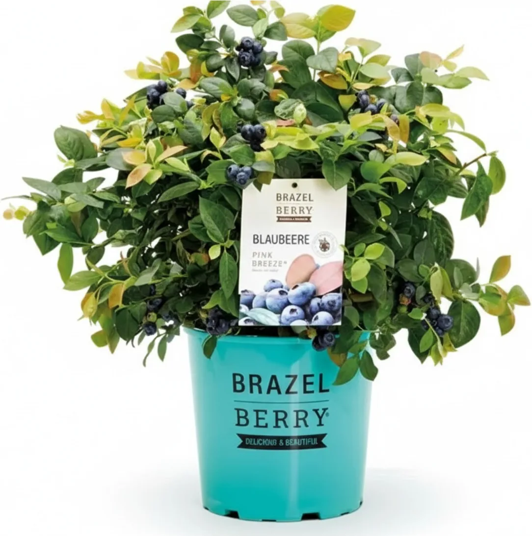 Planta Arandano Brazelberry Pink Breeze Maceta 3 Litros — foto principal