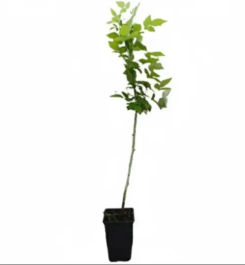 Planta Frambuesa Negra Maceta 1 Litro — foto principal