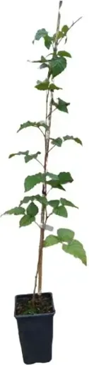 Planta Zarzamora Frambuesa Tayberry Maceta 1 Litro — foto principal