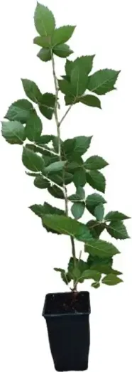 Planta Zarzamora Doble Cosecha Maceta 1 Litro — foto principal