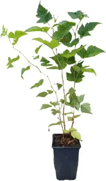 Planta Frambuesa Amarilla Maceta 1 Litro — foto principal