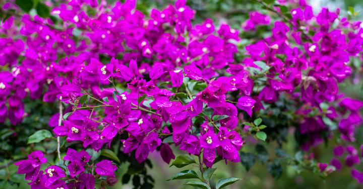 Escanciador de sidra, Decoración de unas, Decoraciones de jardín