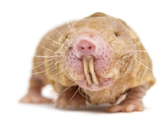 Ahuyentador de roedores: topos, ratas y ratones