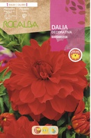 Bulbo Dalia Barbarossa Rojo